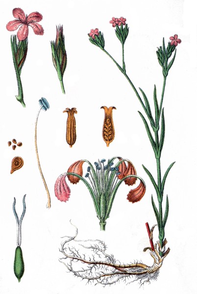 Silene vaga