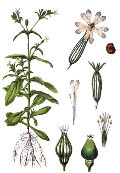 Night-flowering catchfly