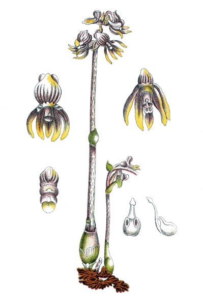 Ghost orchid