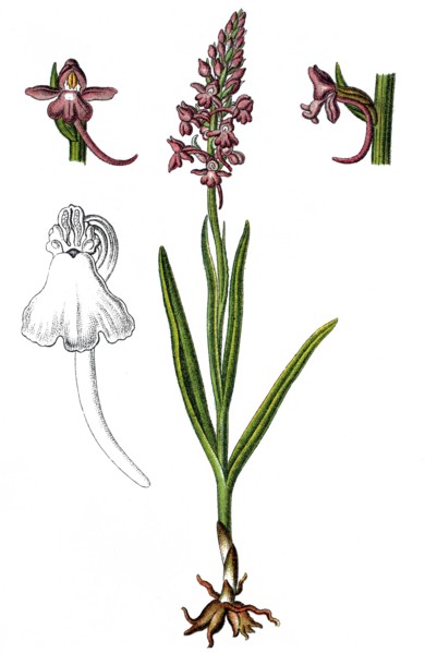 Fragrant orchid