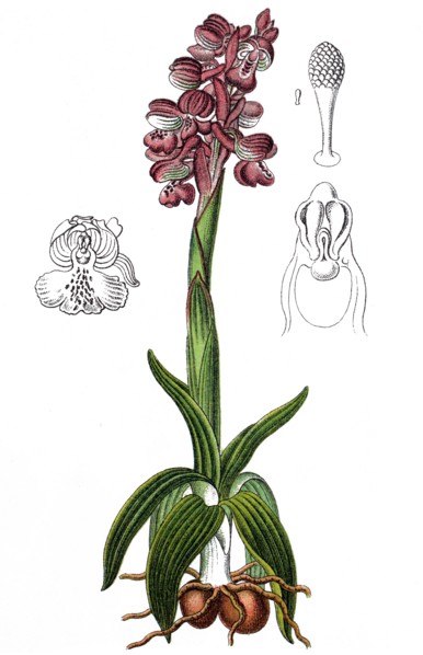 Green-winged orchid