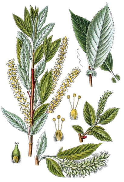 Almond willow