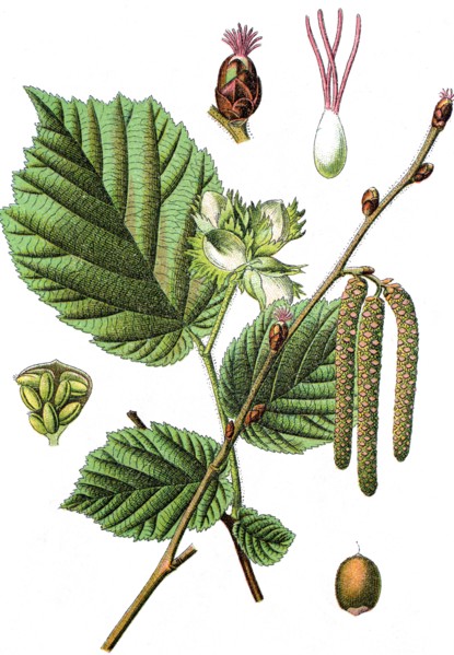 Common hazel