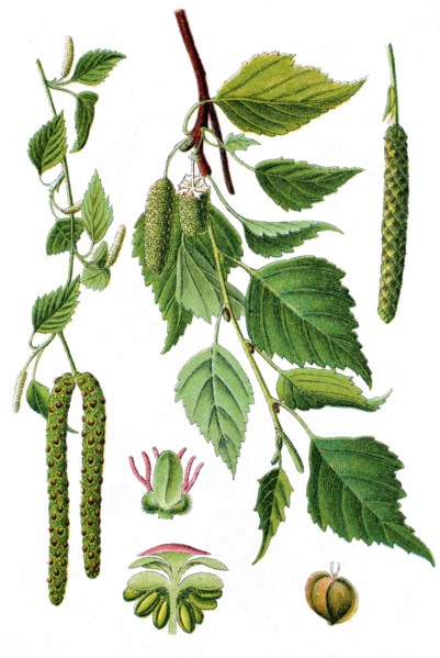 Silver birch