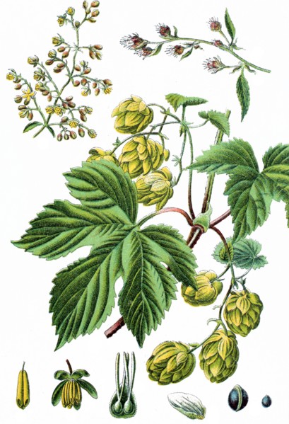 Common hop or hop