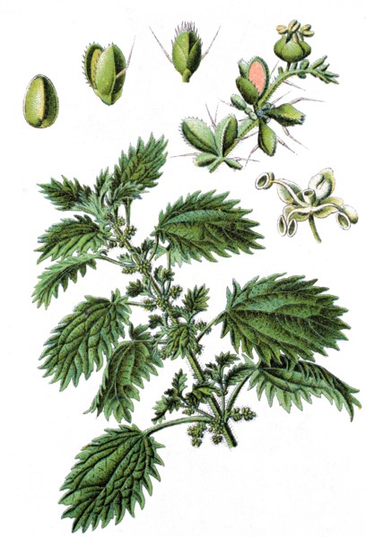 Annual nettle