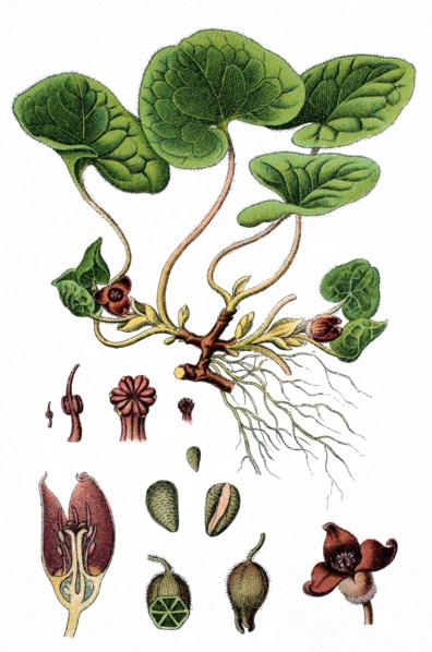 European wild ginger