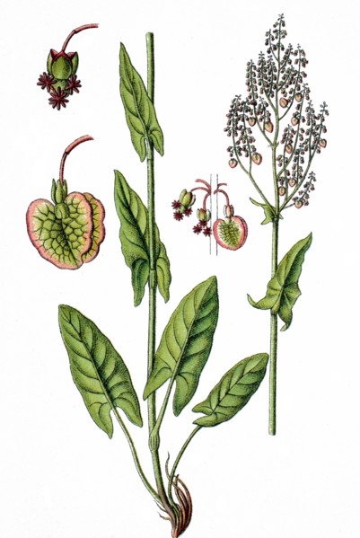 Common sorrel