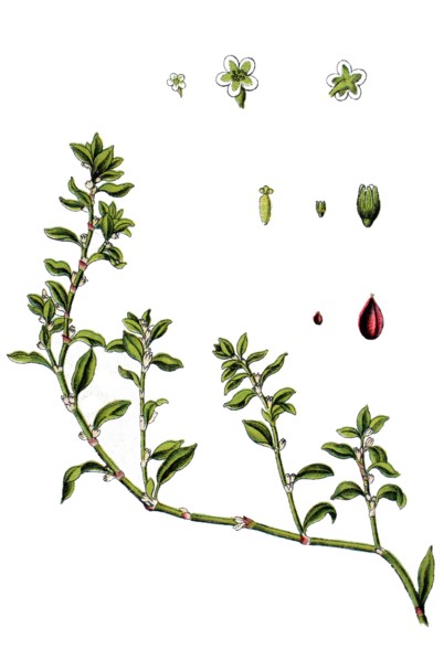 Common knotgrass
