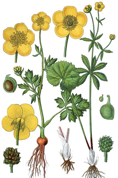 Buttercup