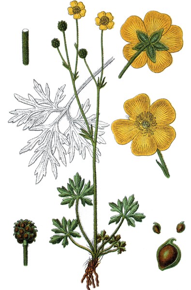 Ranunculus polyanthemos