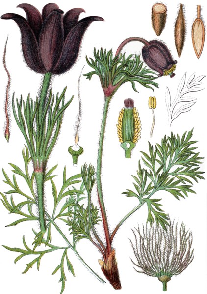 Pasqueflower