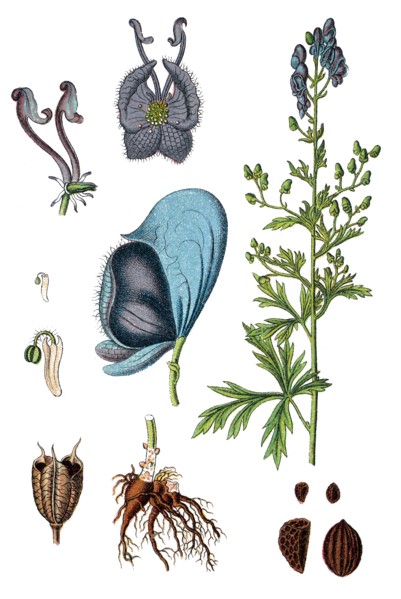 Monkshood