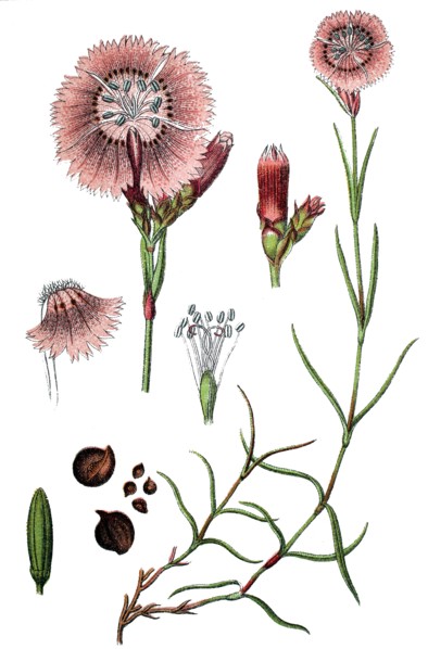 Sequier's pink