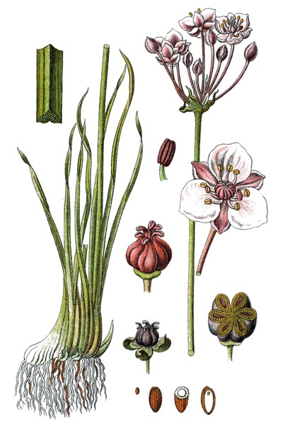 Flowering rush or grass rush