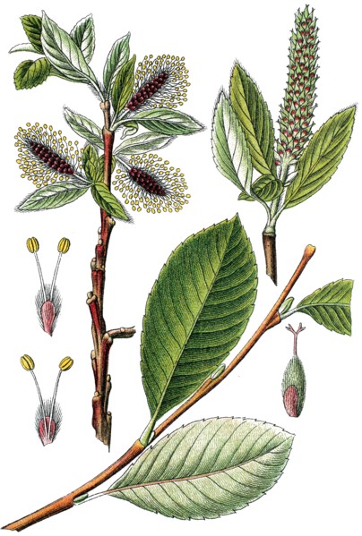 Willow