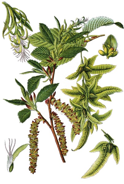 Common hornbeam
