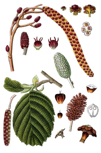 Black alder