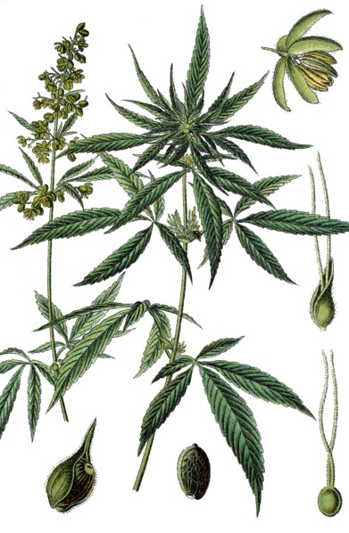 Cannabis sativa