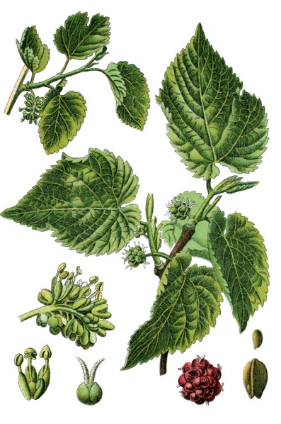 Black mulberry