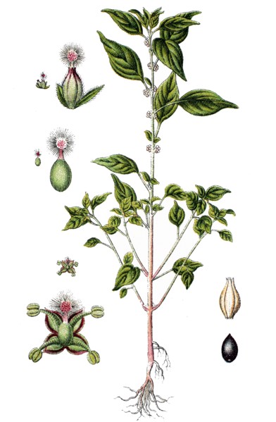 Pellitory-of-the-wall