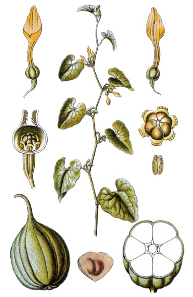 Birthwort