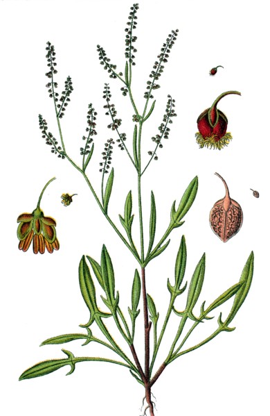 Sheep's sorrel,
