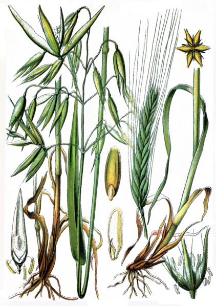 Avena sativa
