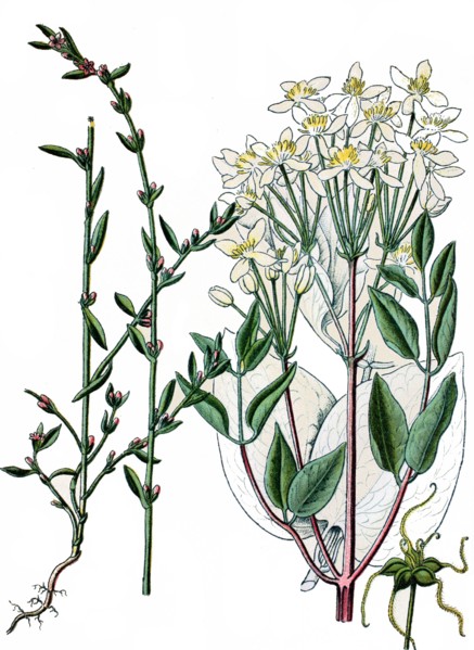 Common knotgrass