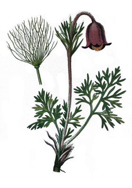 Small pasque flower