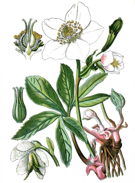 Christmas rose