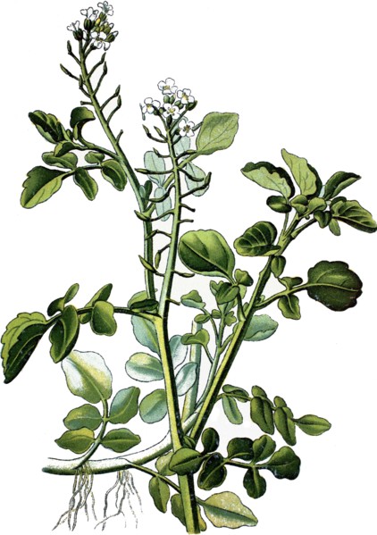 Watercress