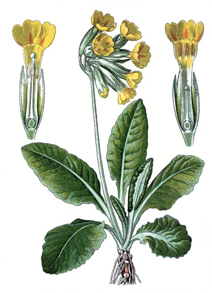 Cowslip