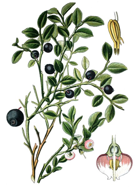 European blueberry