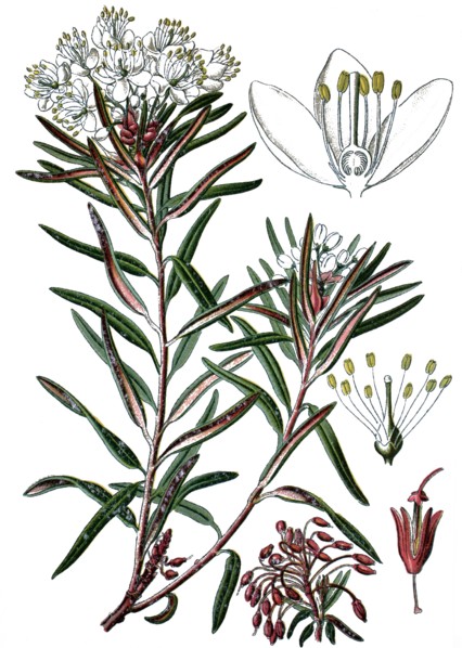 Marsh labrador tea