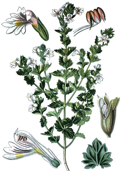 Eyebright