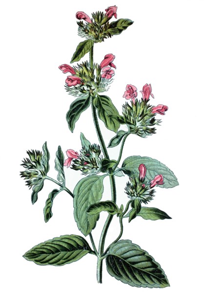 Wild basil