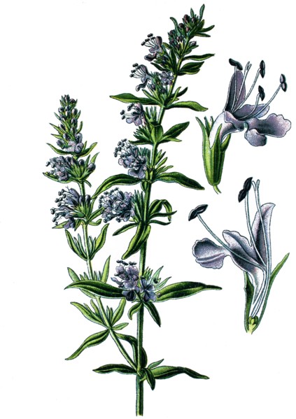 Hyssop