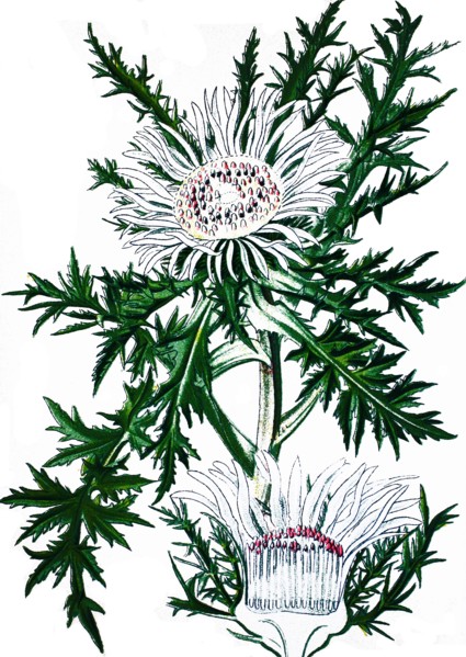Stemless carline thistle