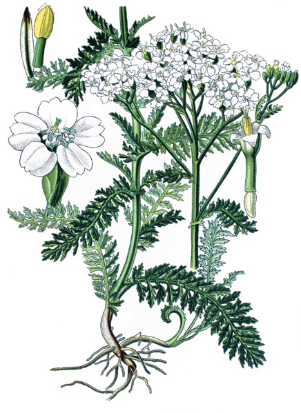 Common yarrow