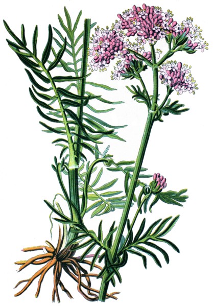 Valerian