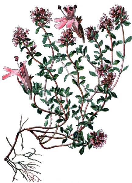 Breckland thyme