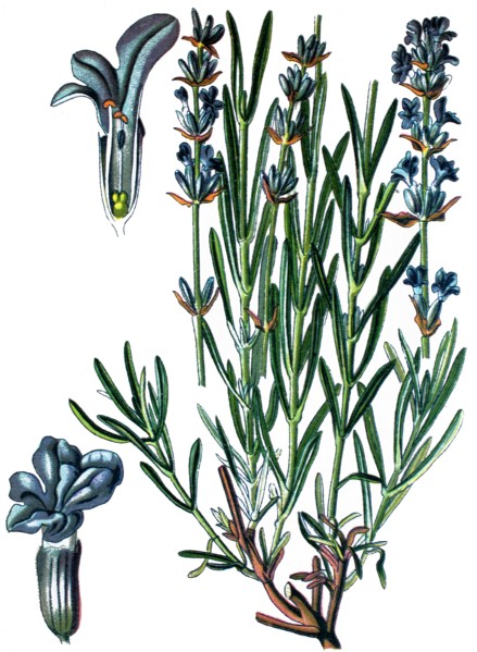 Common lavender
