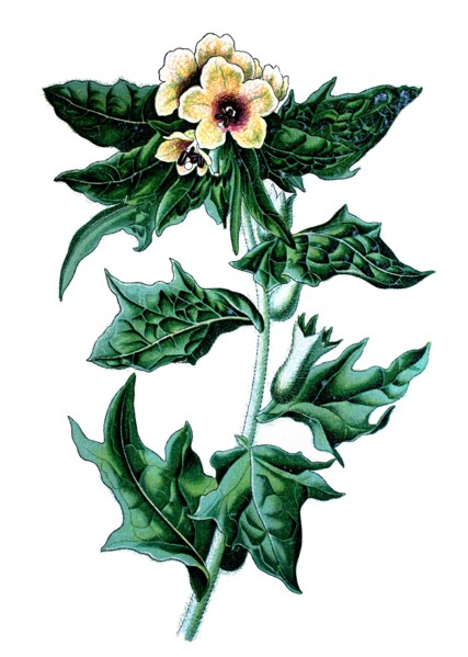 Stinking nightshade