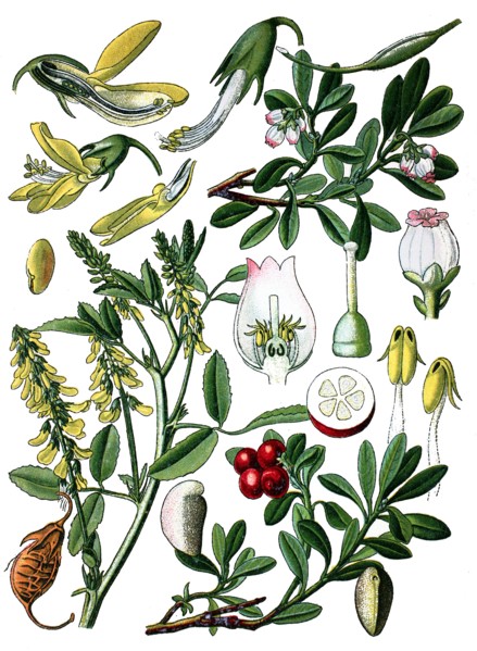 Sweet clover, ribbet melilot, manzanita