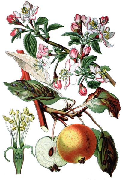 Apple tree