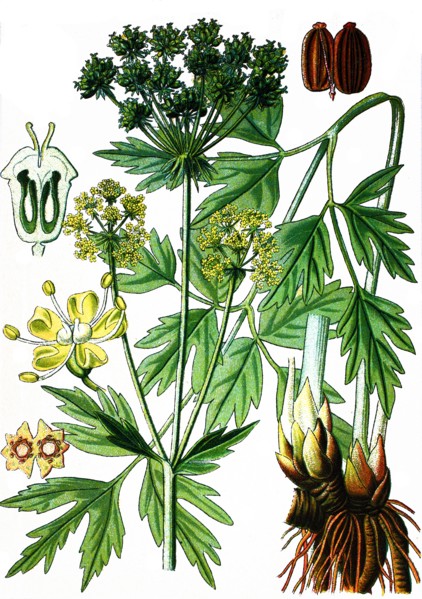Lovage,