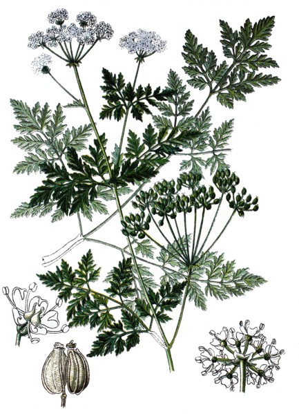 Conium