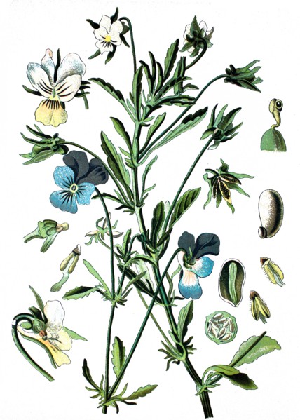 Heartsease