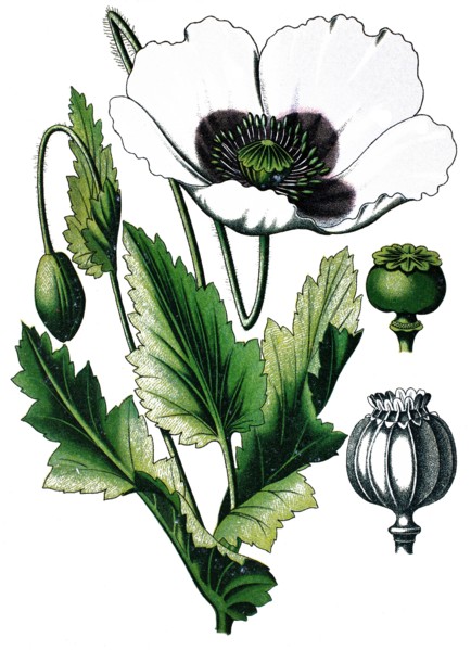 Opium poppy